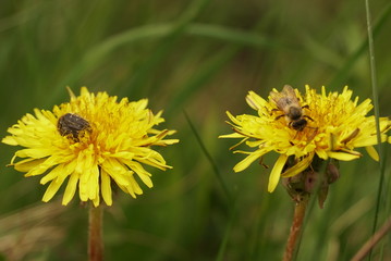beetle and bee on a dandelion