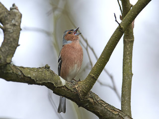 Common chaffinch (Fringilla coelebs)