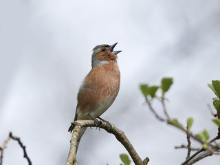 Common chaffinch (Fringilla coelebs)