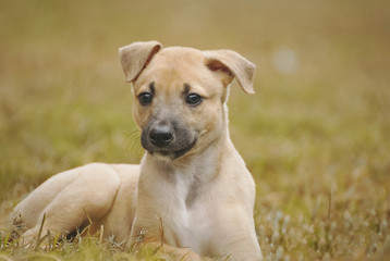 Cute greyhound puppies playing outdoor in the garden