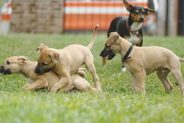Cute greyhound puppies playing outdoor in the garden