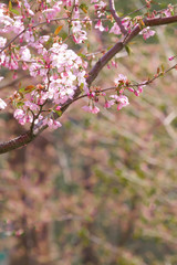 Beautiful cherry blossom sakura in spring time over blue sky.
