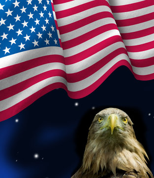 bird eagle and American flag