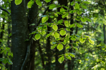 Rotbuchenlaub im Frühjahr / Rotbuche (Fagus sylvatica) Laub, Blätter