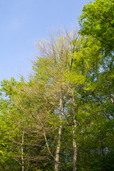 Rotbuchenlaub im Frühjahr / Rotbuche (Fagus sylvatica) Laub, Blätter