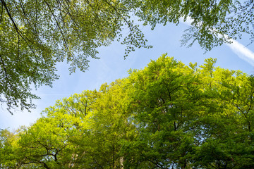 Rotbuchenlaub im Frühjahr / Rotbuche (Fagus sylvatica) Laub, Blätter