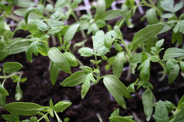 Sadzonki pomidorów © Monika