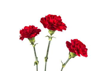 three carnations on isolated white background