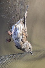 Dunnock