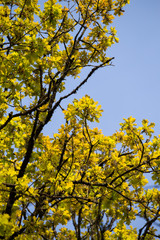 Eichenlaub im Frühjahr / oak tree in spring