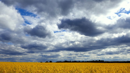 dramatischer Wolken über gelbem Rapsfeld im Frühling