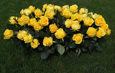 yellow roses on a green lawn