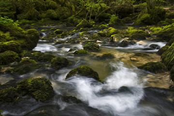 Rivière, remous et mousse verte sur les rochers