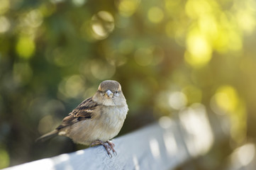 House sparrow standing on a bench in a park during the sunset. Blurred green bushes in the background.