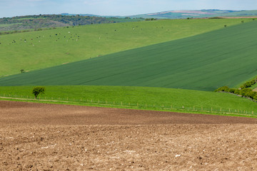 Fototapeta na wymiar Spring Sussex Landscape