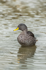 Yellow-billed Duck, Anas undulata, beautiful duck swimming on the lake 
