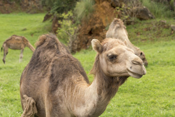 dromedaries in a natural park in Cantabria