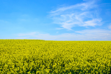 Fototapeta premium Field of the blossoming canola on spring