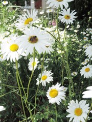 Fototapeta premium Des fleurs et des insectes
