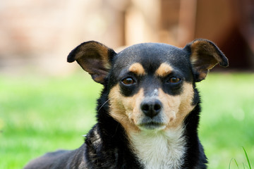 Naklejka na ściany i meble dark dog with large ears looking into the camera lens