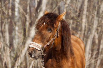 beautiful brown horse on the street outside at sunset