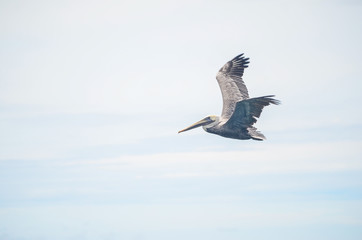pelicanos