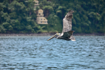 pelicanos
