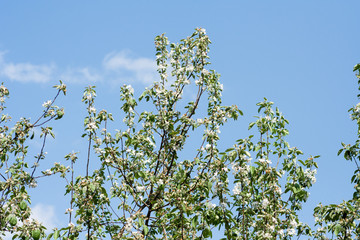 blooming apple tree against the sky
