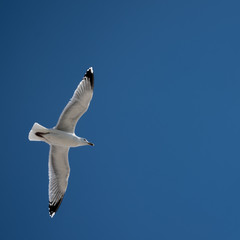 Gull