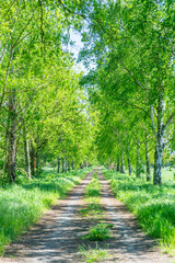 Fototapeta premium Birkenwald Weg