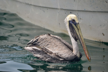 pelicanos