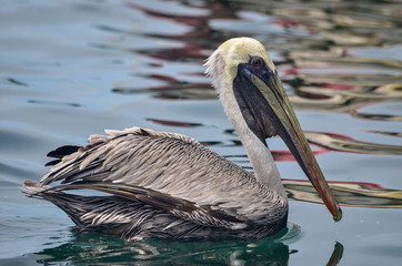 pelicanos
