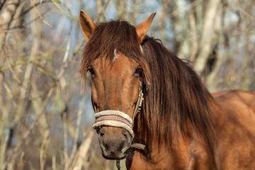 Fototapeta premium beautiful brown horse on the street outside at sunset