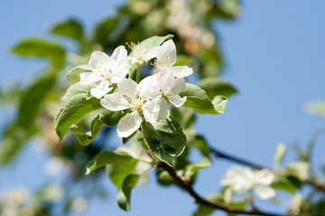 white flowers of blossoming apple tree