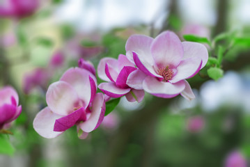 Fototapeta na wymiar Magnolia tree in bloom beautiful purple flowers in spring.