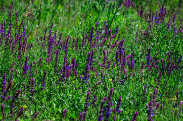 Salvia flowers on meadow on summer