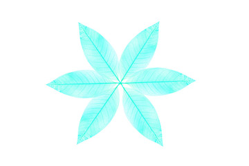 Skeleton  leaf abstract background