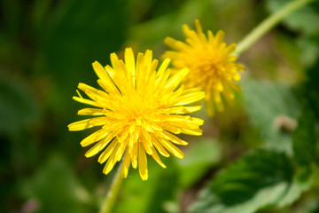 yellow flowers dandelions on the grass