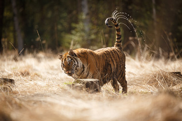Fototapeta na wymiar Sibirischer Tiger spielt