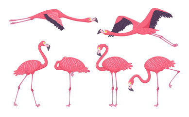 Pink Flamingo collection in different poses. Isolated elements on white background. Vector illustration.
