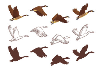 Goose flying process in different poses. Isolated illustration on white background. Three different versions: colorful illustration, hand drawn sketch and silhouette. Vector illustration. © insemar