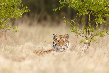 Fototapeta na wymiar Sibirischer Tiger liegt im Gras