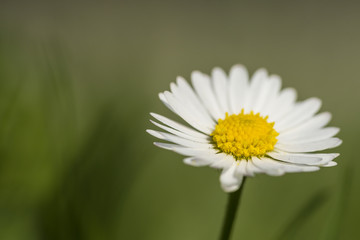 Obraz premium Gänseblümchen