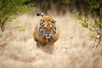 Tigre de Sibérie en saut