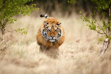 Photo sur Plexiglas Tigre Tigre de Sibérie en saut