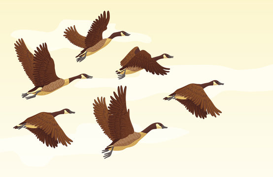 Flock of migrating geese flying. Migratory birds concept. Vector illustration.
