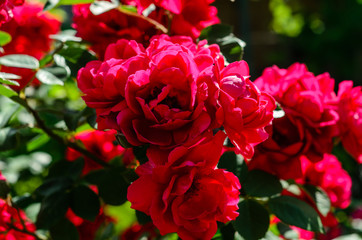 Close-up of rose flowers