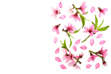 Fototapeta na wymiar Cherry blossom, sakura flowers isolated on white background with copy space for your text. Top view. Flat lay pattern