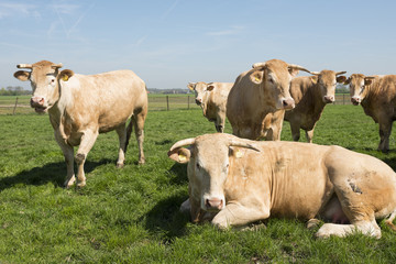 beige blonde d'aquitaine cows in green grassy meadow under blue sky looking