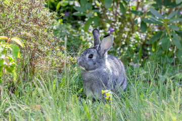 A cute, gray rabbit in a garden